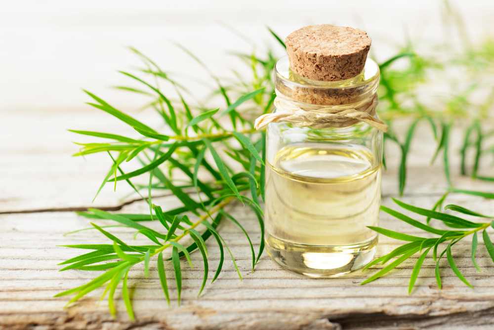Tree tea oil benefits essential health skin teatree uploaded user oils healing