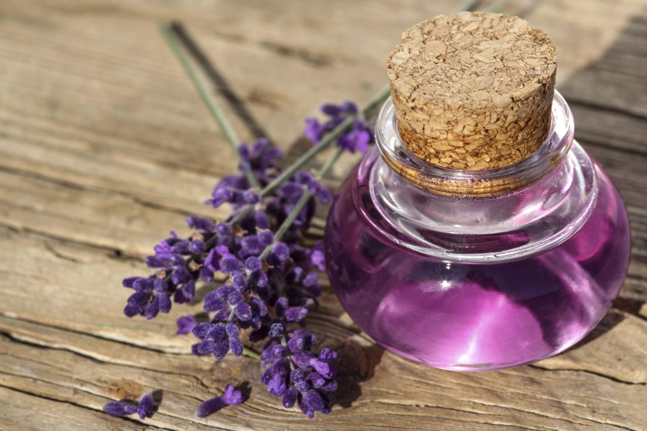 Aromatherapy oil lavender plants essential therapy benefits their